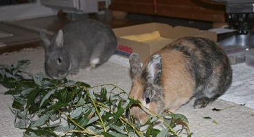 Které větve stromů lze dát králíkům a technologii sklizně produktu